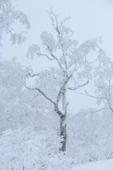 Large snowy tree in foggy Japanese frozen backcountry, Hokkaido