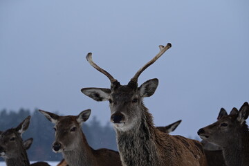 Portrait eines jungen Rothirsches im Winter