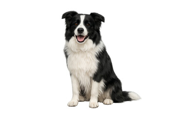 Fototapeta premium Border collie dog sitting looking at camera with open mouth