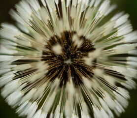 Brodawnik zwyczajny - Leontodon hispidus L. © tom