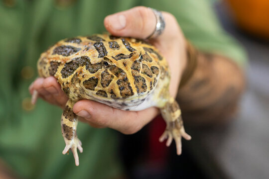 A hand gently holding a horned frog, either Ceratophrys ornata or Ceratophrys cranwelli. These distinctive frogs, known for their wide mouths and decorative horn-like features, 
