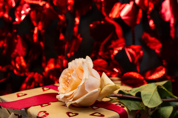 a pale peach rose resting on a gold gift box wrapped with red ribbon, set against a festive...