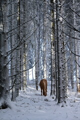 Pferd im M&auml;rchenwald. Wundersch&ouml;nes Pferd l&auml;uft frei durch komplett verschneiten Nadelwald