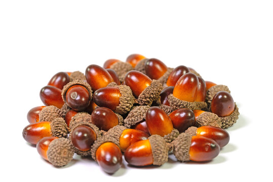 Fr&uuml;chte der Stieleiche, Quercus robur L.