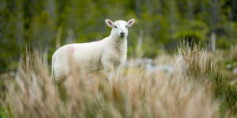 Naklejka premium Sheep marked with dye grazing in green pastures. Adult sheep and baby lambs feeding in lush green meadows of Ireland.
