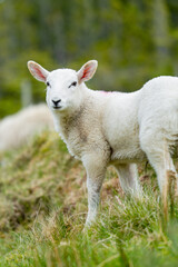 Obraz premium Sheep marked with colorful dye grazing in green pastures. Adult