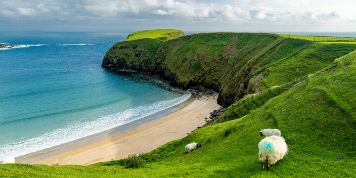 Sheep grazing near Silver Strand, a sandy beach in a sheltered,