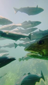 Atlantic cod swimming underwater in Norway fjords