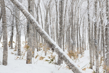Fallen tree in snowy winter woodland, Hokkaido, Japan