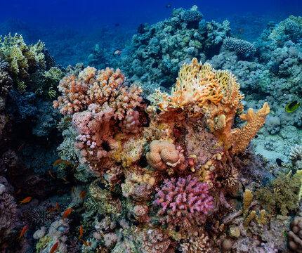 Prominent brain coral (likely a species of Favia or Platygyra) on this photo from the Gordon Reefs, Red Sea. Type of hard coral, is surrounded by lush green and yellow soft corals (order Alcyonacea)