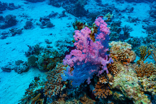 Vibrant underwater scene at the Small Gubal dive site, Red Sea. Features orange/yellow hard coral (Pocillopora verrucosa) contrasting with purple soft corals (Dendronephthya sp.). Captures rich marine