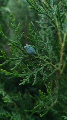 a bud on a green tuye