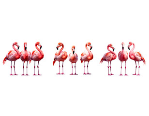Obraz premium Three Pink Flamingos Standing Side by Side, Front View, Isolated on Transparent Backg