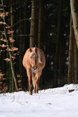 Sch&ouml;nes Pferd l&auml;uft frei &uuml;ber Schnee im Laubwald