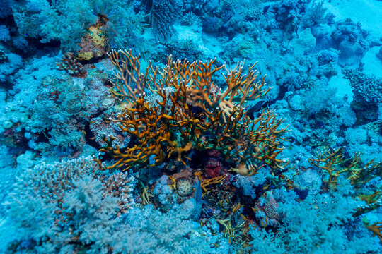 A vibrant orange colony of Net fire coral (Millepora dichotoma), a hydrocoral species surrounded by other corals on a reef in the deep blue waters of the Red Sea. Dive Site - Shark-Yolanda.