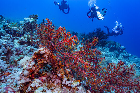 Red-orange Net fire coral (Millepora dichotoma) stands out as small fish swim nearby and three divers. A thriving reef in the clear, deep blue waters of the Red Sea, Shark-Yolanda dive site.