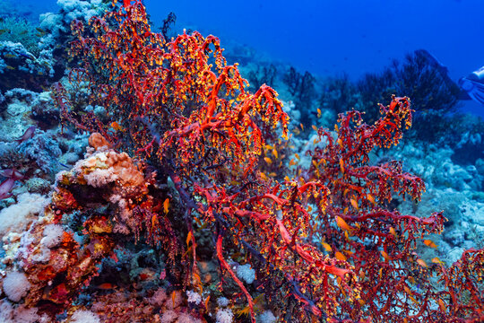 Vibrant colony of red-orange Net fire coral (Millepora dichotoma) stands out as small fish swim nearby. A thriving reef in the clear, deep blue waters of the Red Sea on Shark-Yolanda dive site.