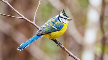 Fototapeta premium Beautifully detailed blue and yellow bird perched on a thin branch with soft focus background in natural outdoor setting