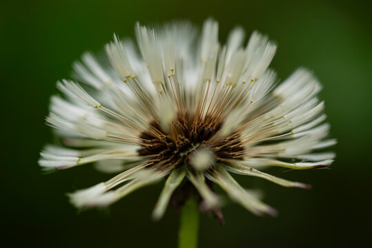 Brodawnik zwyczajny - Leontodon hispidus L.