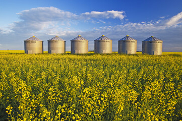 a field of bloom stage canola with old grain bins(silos) in the background,  near Cypress River , Manitoba, Canada © Dave