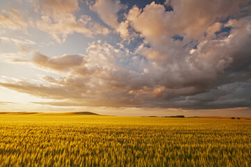 field of spring wheat with dramatic sky, near Bruxelles, Manitoba, Canada  © Dave