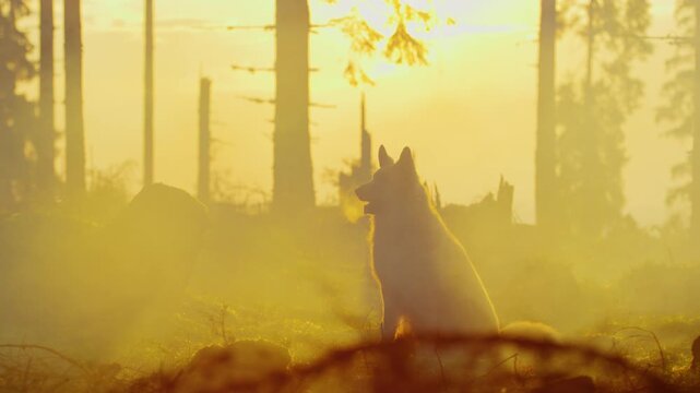 A wolf amidst the glowing mist of a mystical forest