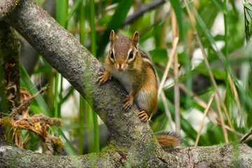 Obraz premium Chipmunk on a limb, staring at the viewer.