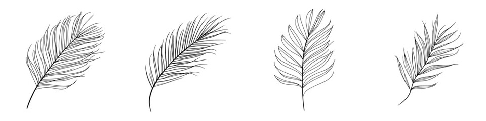 Obraz premium Elegant Line Art of a Feather