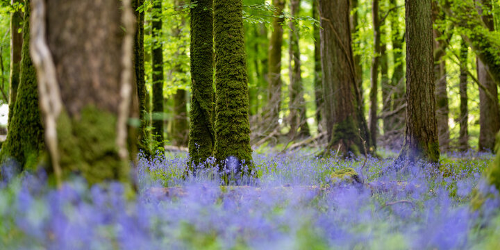 Bluebells in full bloom along a woodland path in Ireland. Hyacin