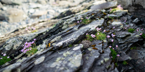 Obraz premium Rough rocky shore along famous Ring of Kerry route. Rugged coast of on Iveragh Peninsula, County Kerry, Ireland.