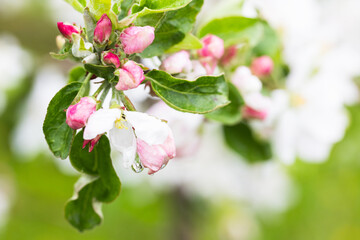 Obraz premium Apple tree branches with green leaves and white pink flowers under drops of dew