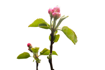 Naklejka premium Apple branches with green leaves and pink buds under drops of dew isolated