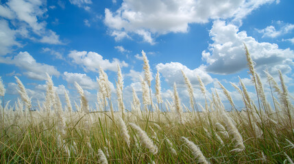 Obraz premium The image shows a field of kans grass locally known as 