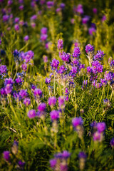 Fototapeta premium pink clover flowers in a field in summer