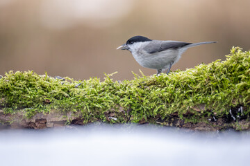 Sumpfmeise © Christian