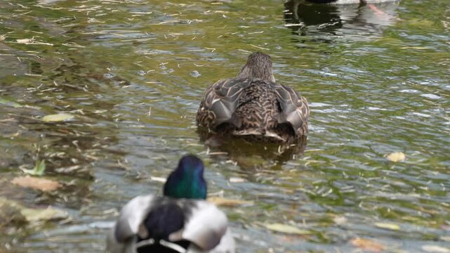 Two ducks swimming in a calm body of water with one duck facing away while the other is looking towards the viewer
