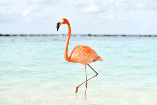 A Flamingo Walking in the Sea by a Beach on Caribbean Renaissance Island, Aruba