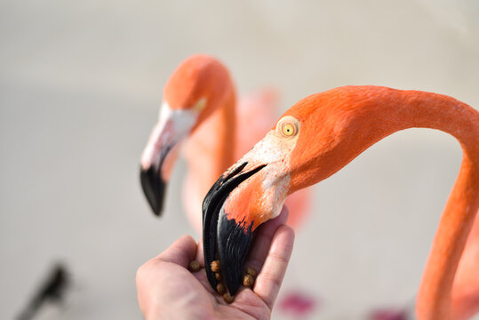 Feeding Flamingos by the Beach on Caribbean Renaissance Island, Aruba