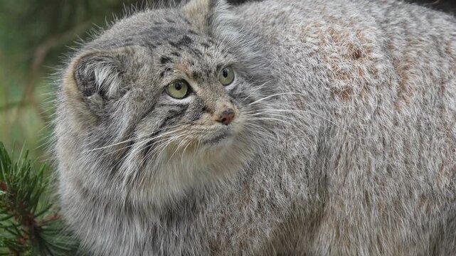 A close-up view of a thick-furred Pallas's cat
with distinctive markings and large expressive eyes observing its surroundings