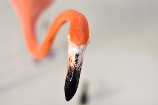 Flamingo by the Beach Interacting with Person on Caribbean Renaissance Island, Aruba