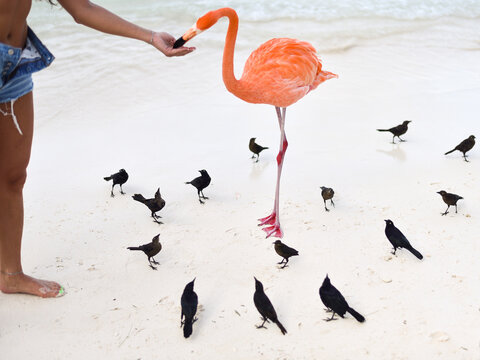 A Woman Feeding a Flamingo by the Beach on Caribbean Renaissance Island, Aruba
