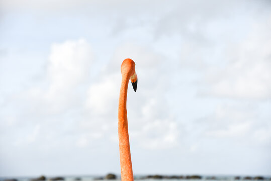 A Flamingo Looking at the Sea on Caribbean Renaissance Island, Aruba