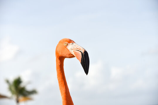 Portrait of a Flamingo on Caribbean Renaissance Island, Aruba