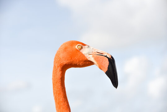 Portrait of a Flamingo on Caribbean Renaissance Island, Aruba