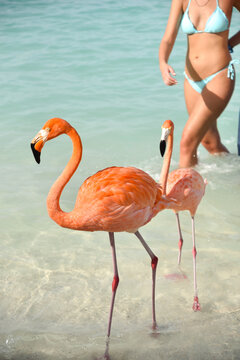 A Woman in a Bikini and Two Flamingos by the Beach on Caribbean Renaissance Island, Aruba