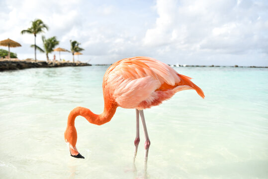 A Flamingo Walking in the Sea by a Beach on Caribbean Renaissance Island, Aruba