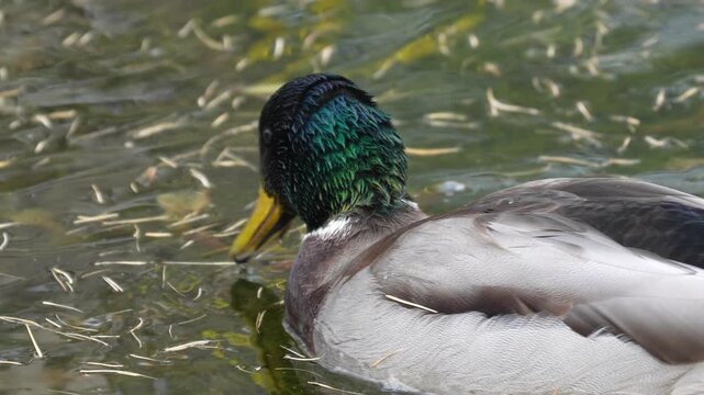Mallard duck swimming in water with a vibrant green head and grayish body partially submerged in the environment