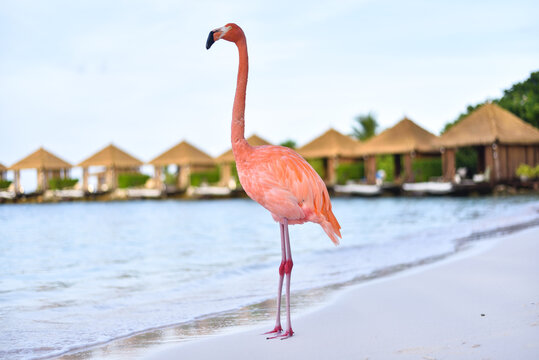 A Flamingo by the Beach on Caribbean Renaissance Island, Aruba