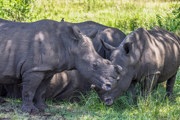 Close up of a group of wild Rhinoceros in Hluhluwe Imfolozi National Park, South Africa in December 2024 © Nigel