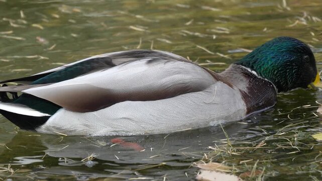 Mallard duck swimming calmly on the water with its distinctive green head and grayish body feathers visible